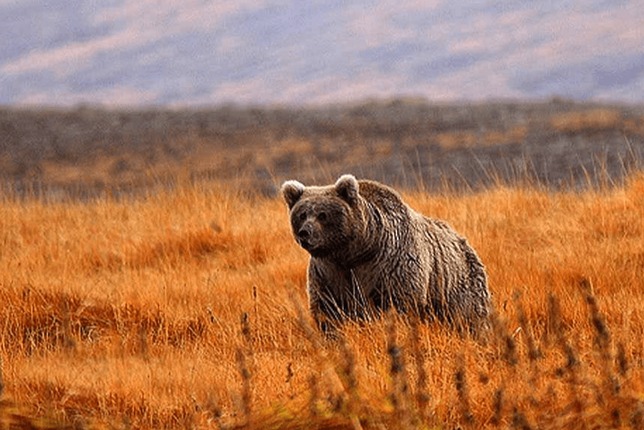 A Himalayan brown bear walking across the grassy plains of Deosai National Park.