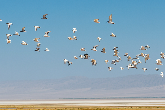 Discover the vibrant birdlife of Pakistan’s Khewra Salt Range.